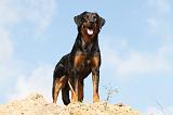 BEAUCERON 511